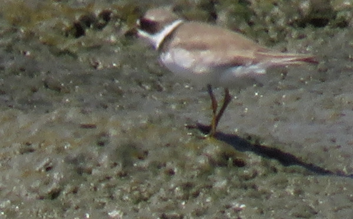 Semipalmated Plover - ML355390041