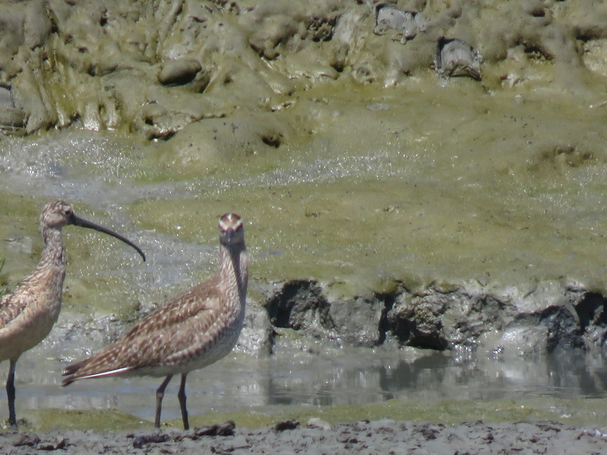 Long-billed Curlew - ML355390261