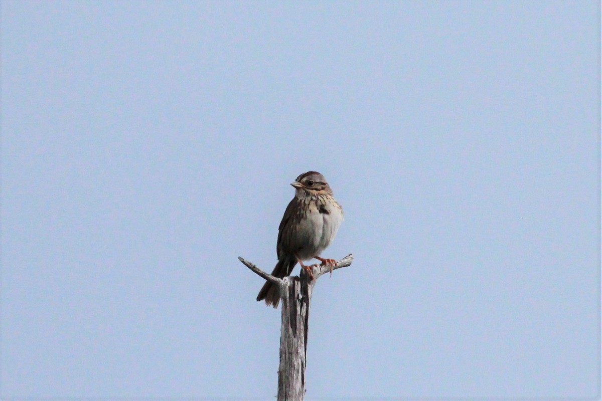 Lincoln's Sparrow - Margaret Attenweiler