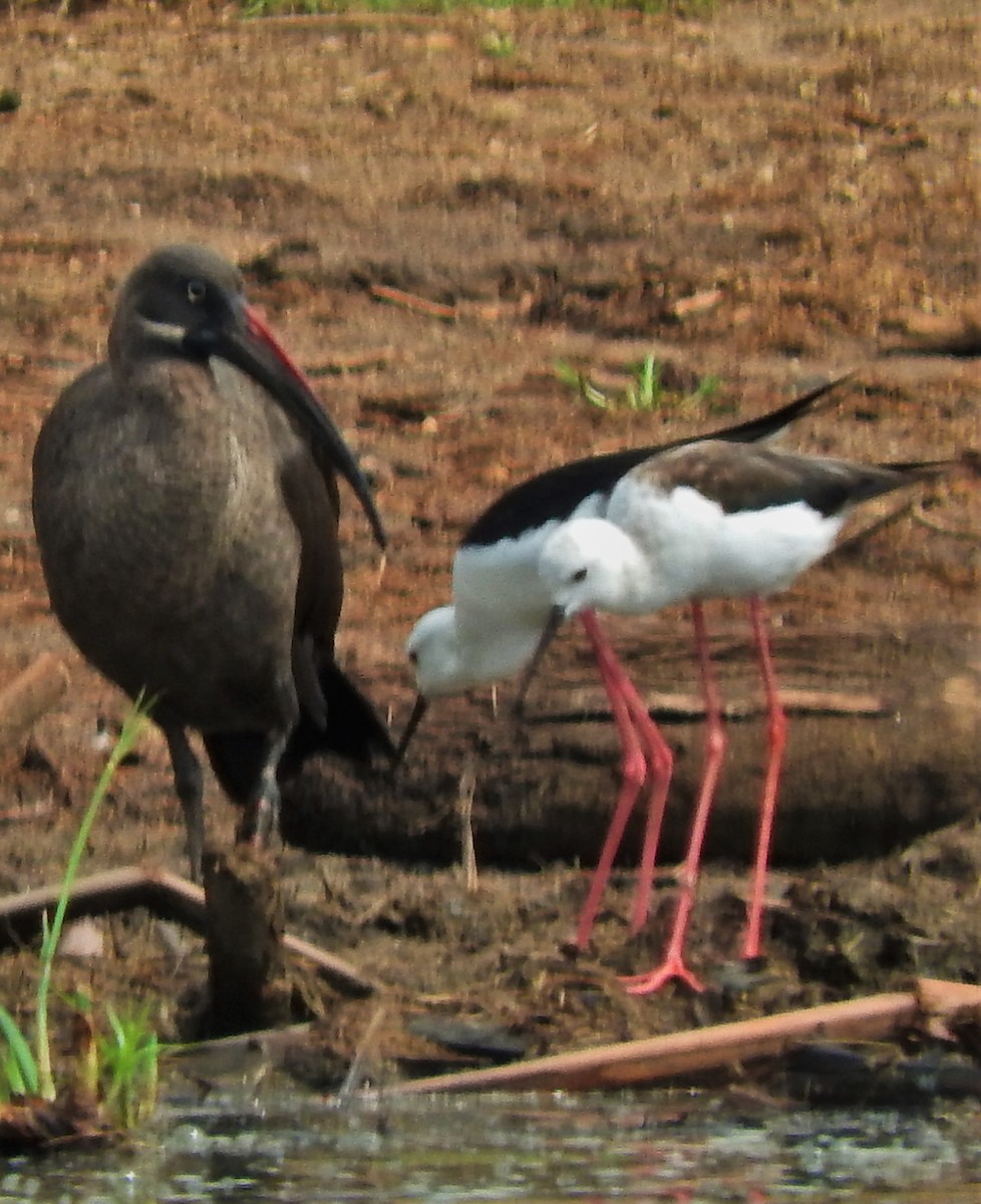 Black-winged Stilt - ML355390541