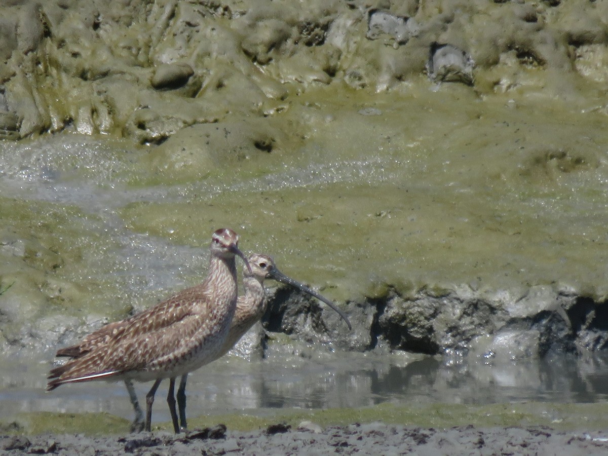 Long-billed Curlew - ML355390551