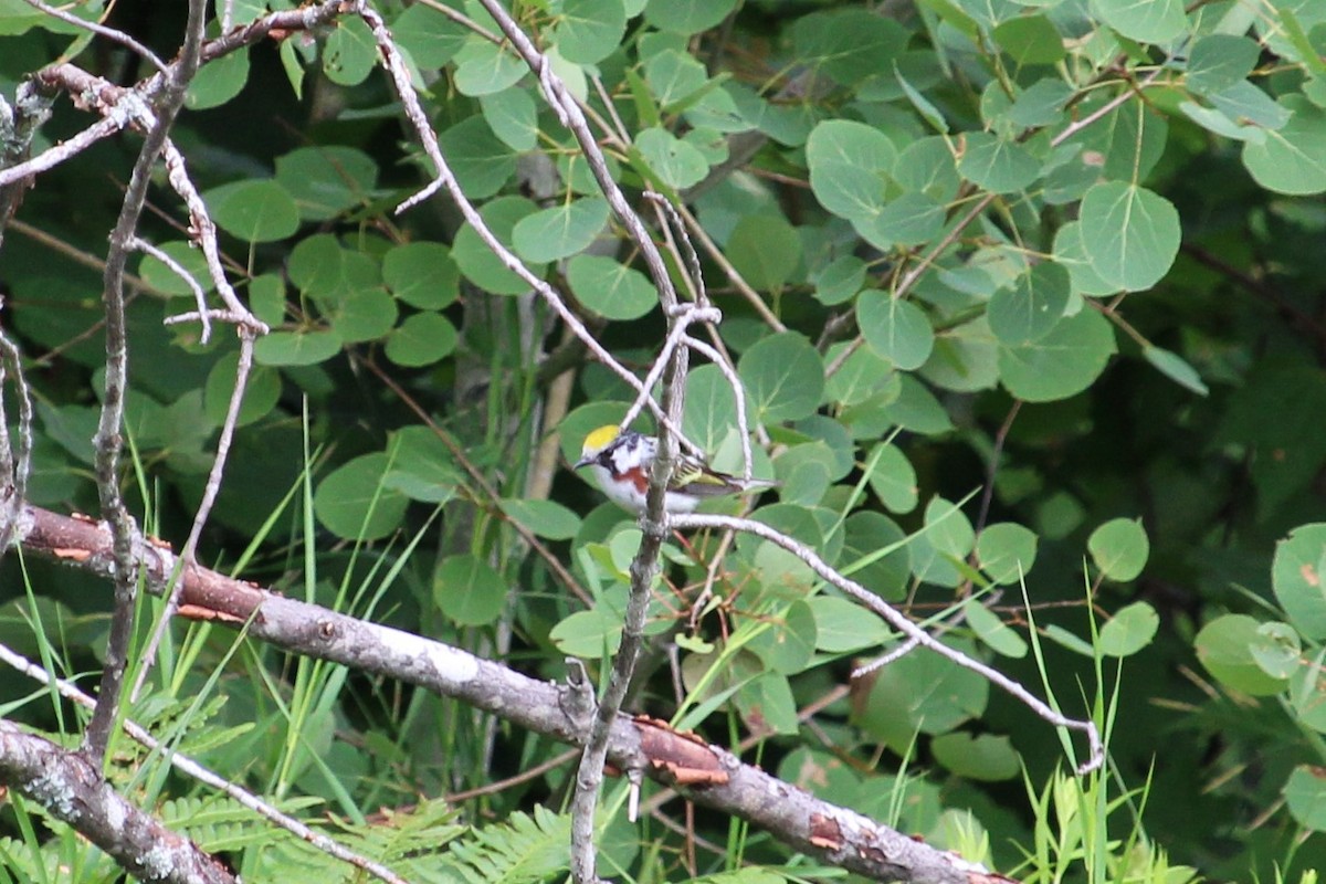 Chestnut-sided Warbler - ML355390841