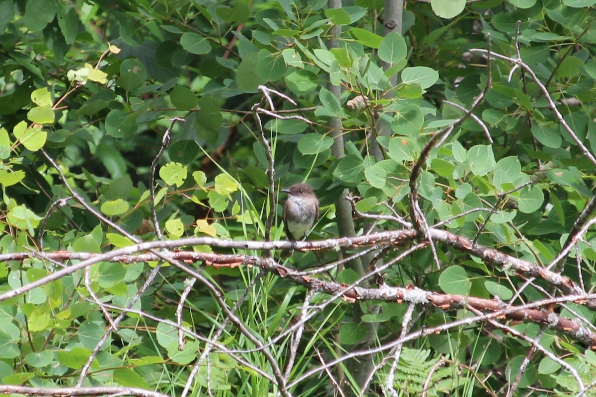 Eastern Phoebe - ML355390881