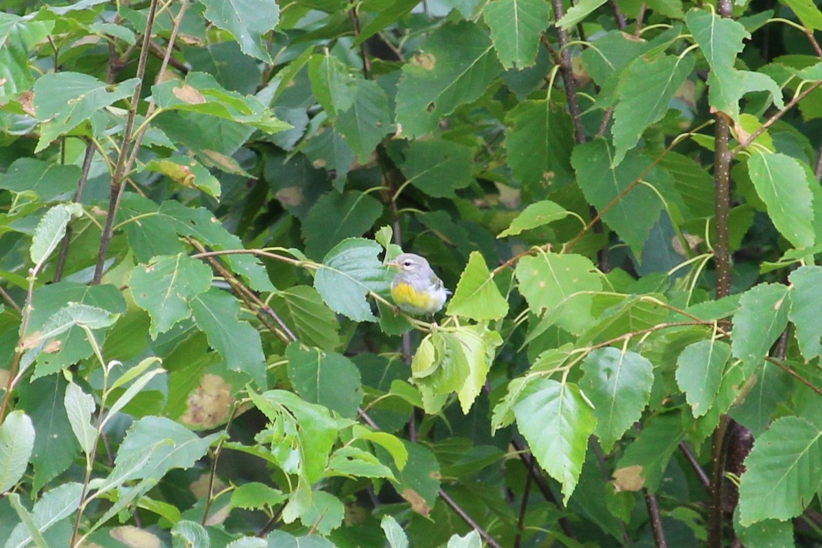 Northern Parula - ML355391001
