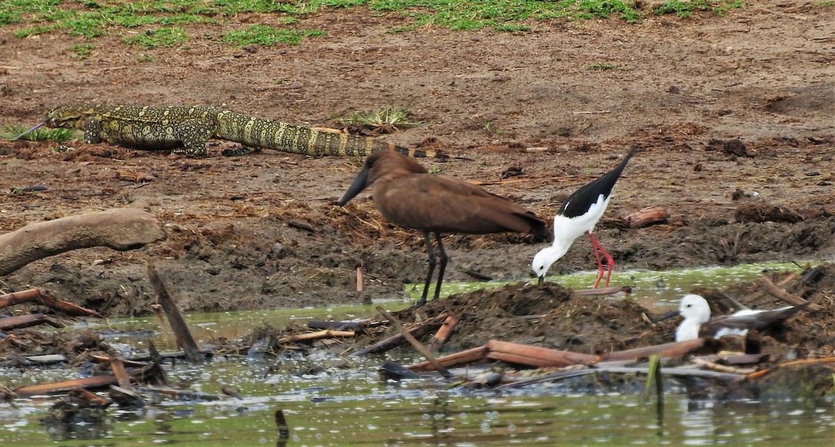 Black-winged Stilt - ML355391631