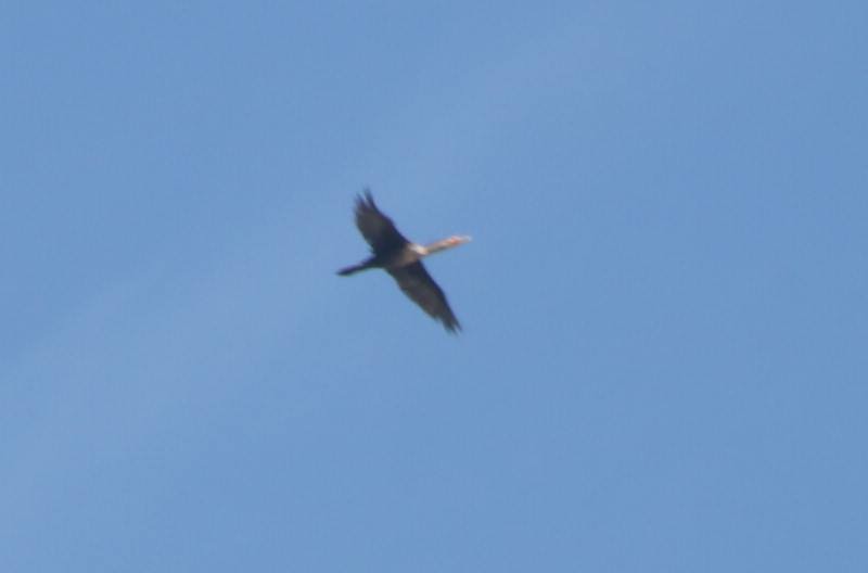 Double-crested Cormorant - Jeffrey Sondheimer