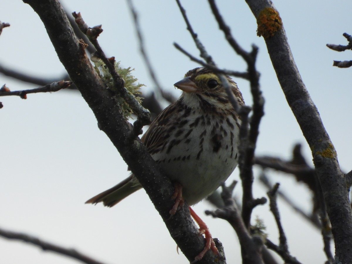 Savannah Sparrow - ML355401891