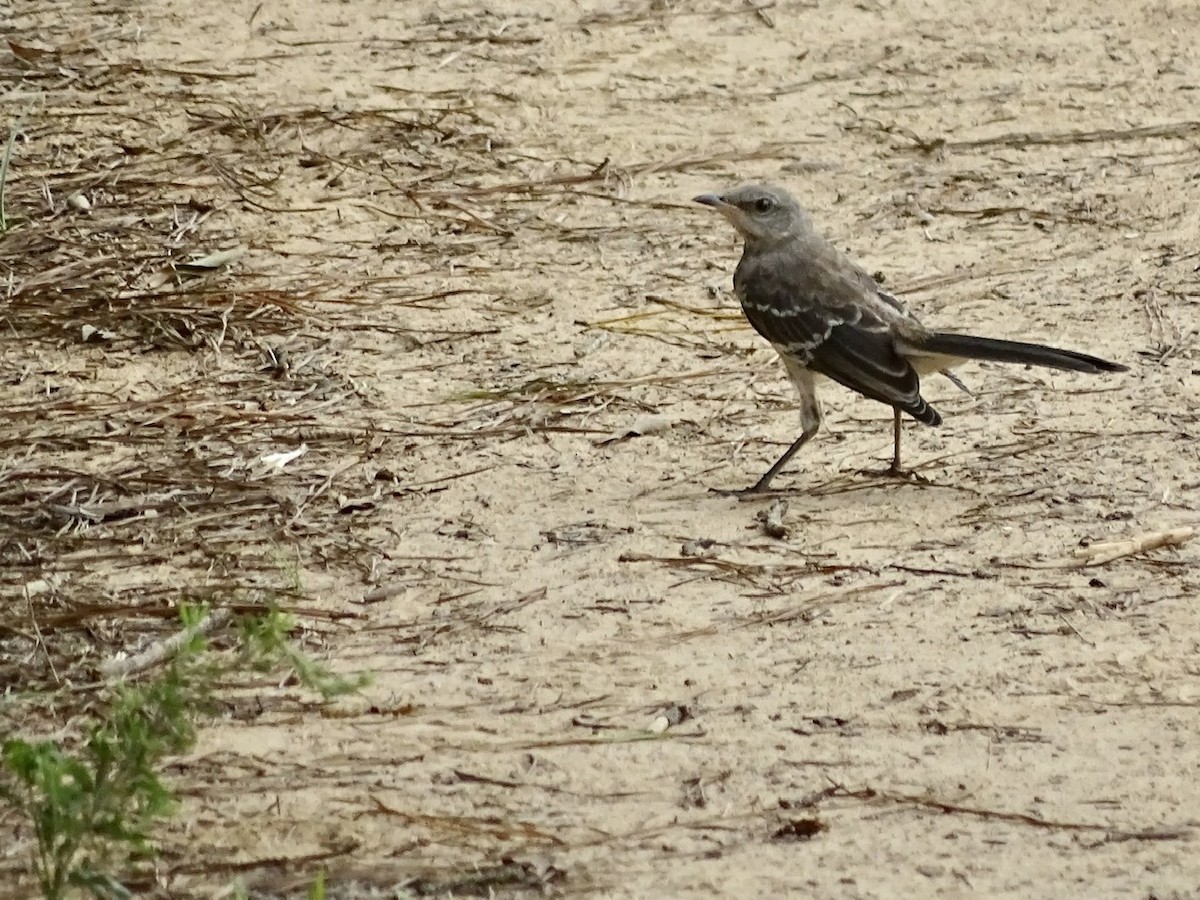 Northern Mockingbird - ML355402671