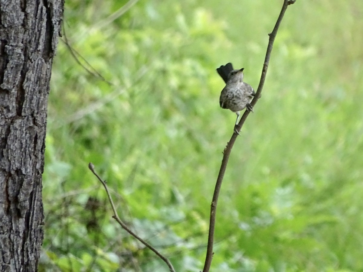 Northern Mockingbird - ML355402681