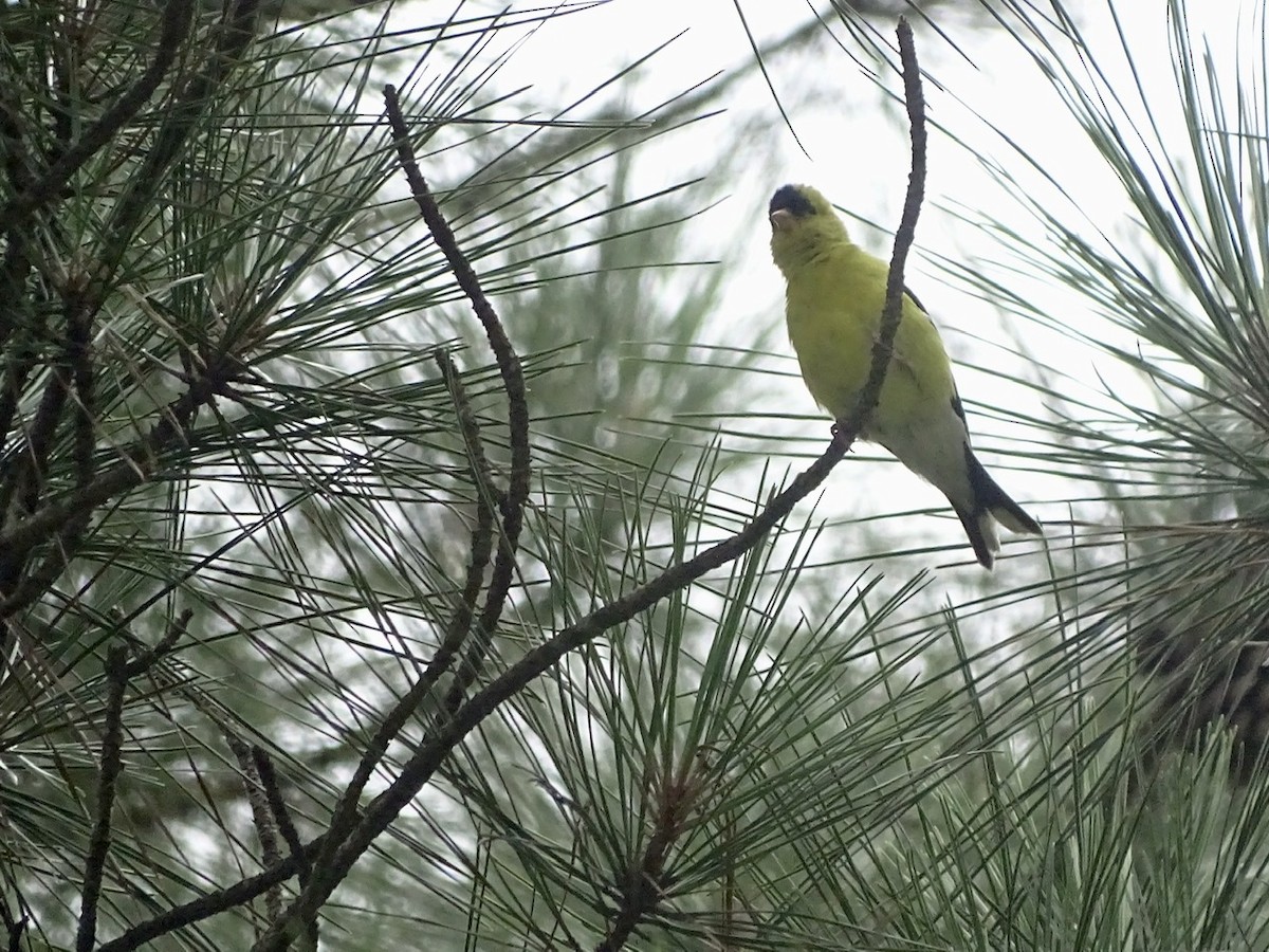 American Goldfinch - ML355403141