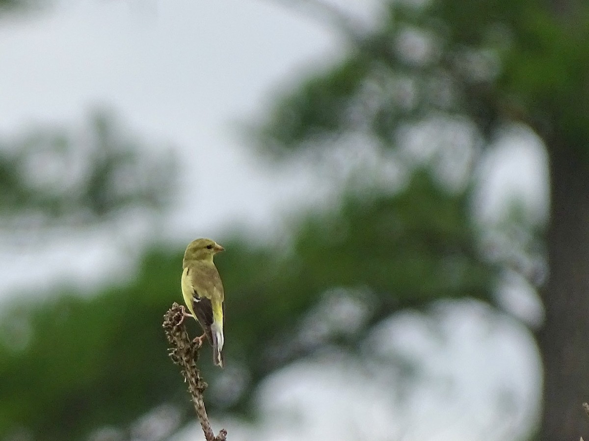 American Goldfinch - ML355403161