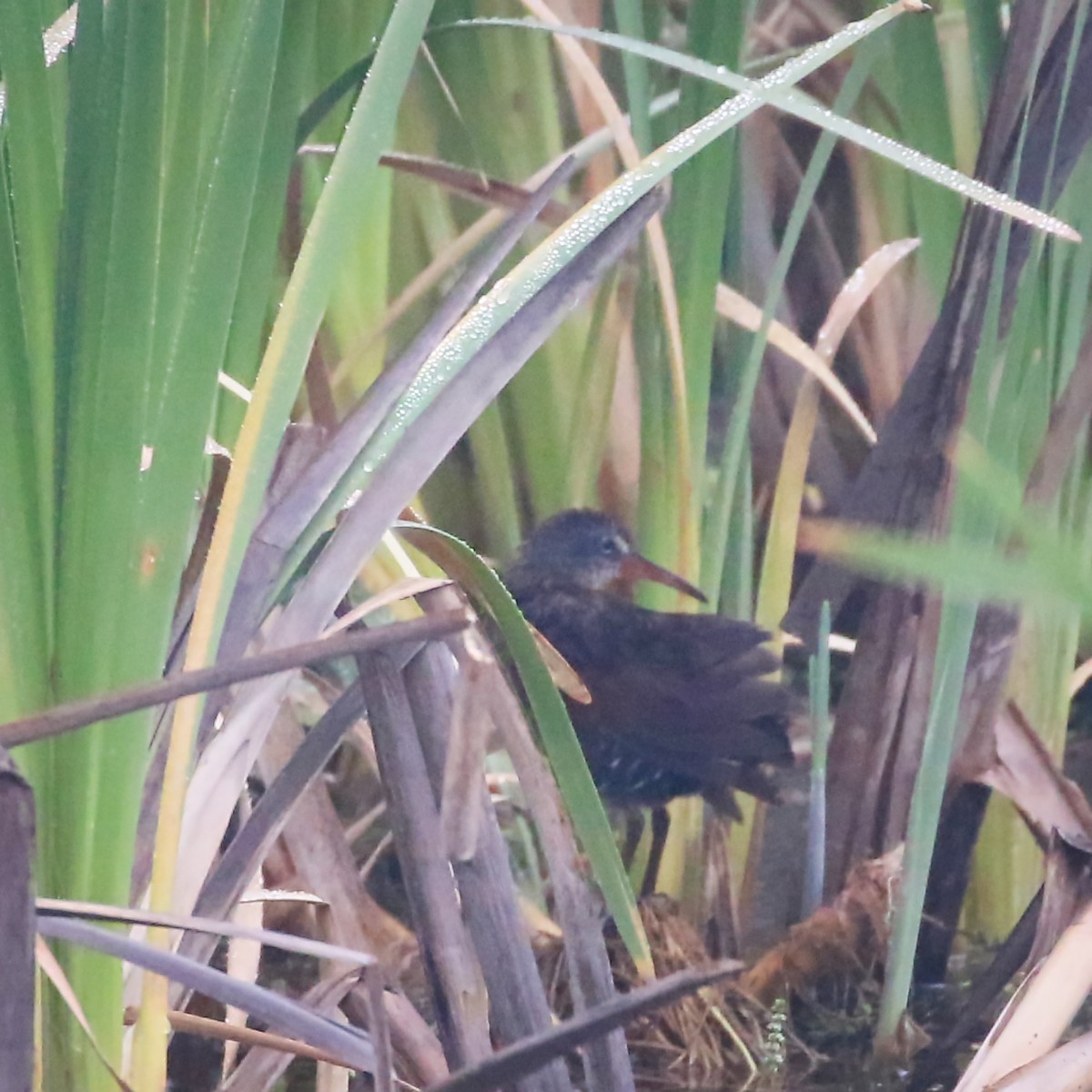 Virginia Rail - Anne Auclair  Moe