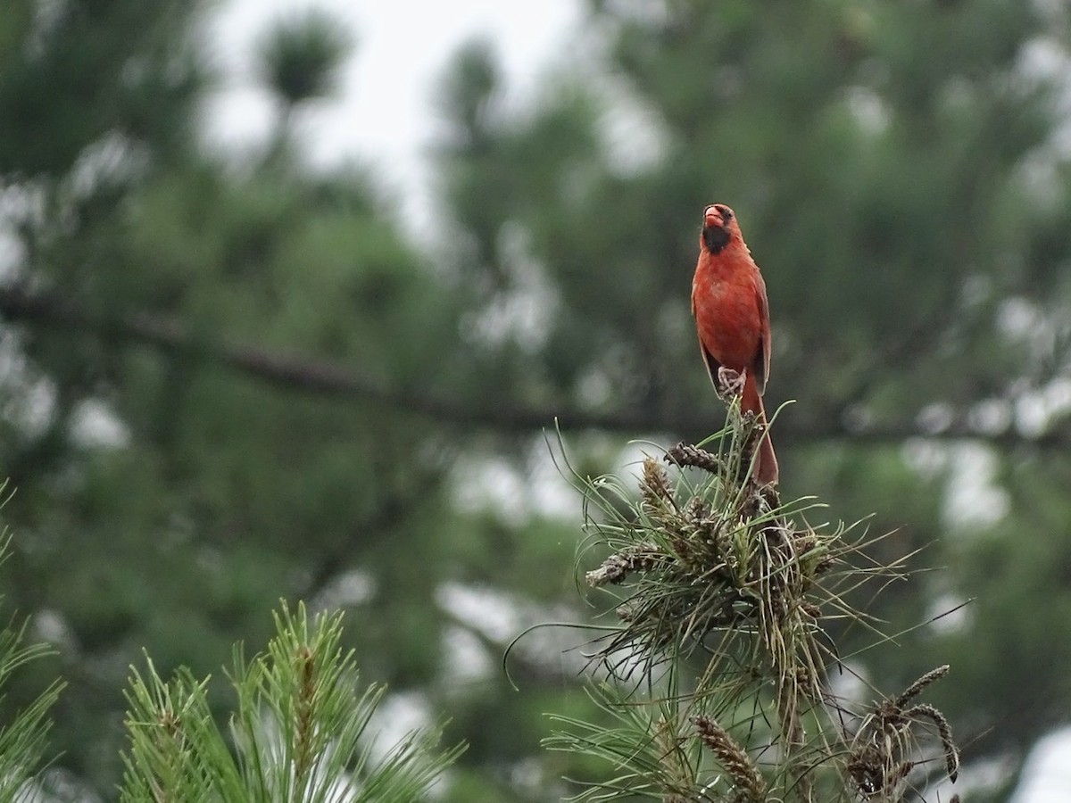 Cardinal rouge - ML355403431