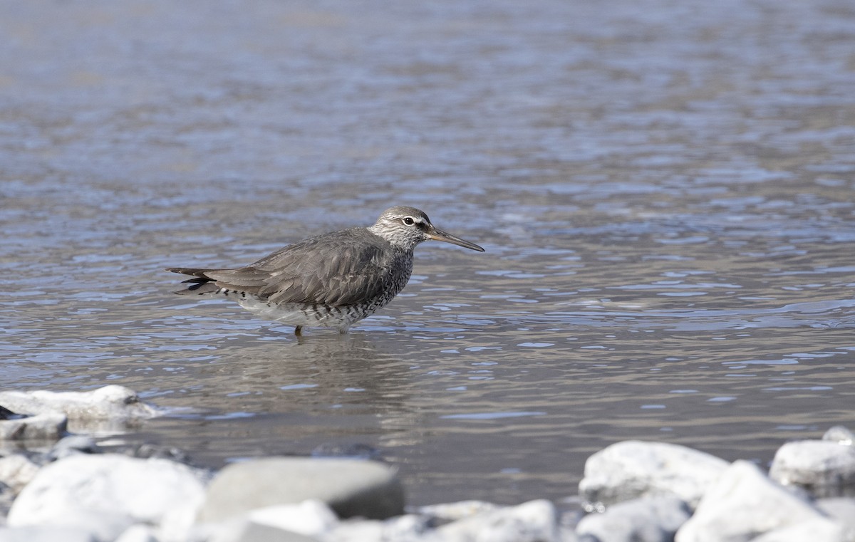 Wandering Tattler - Jonathan Creel