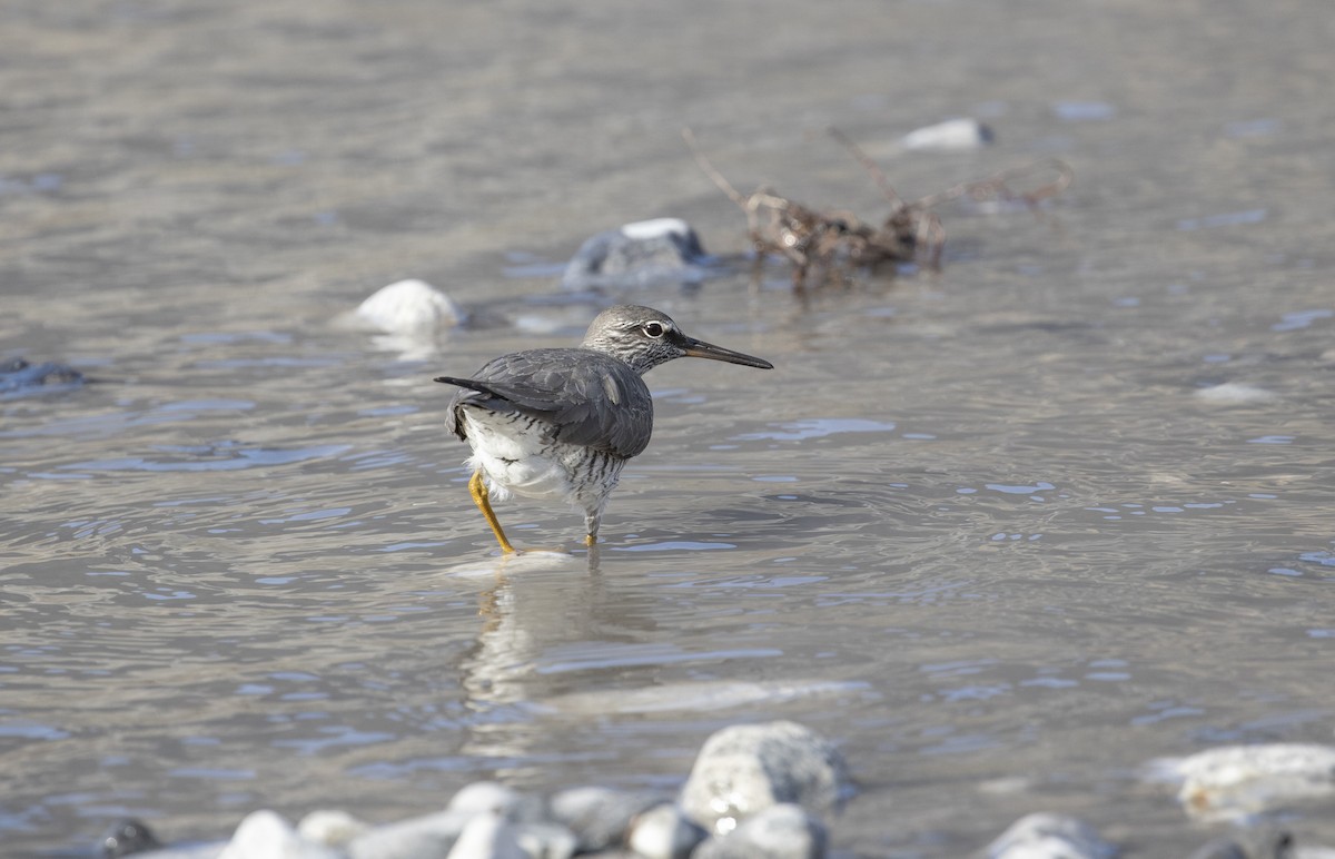 Wandering Tattler - ML355404591