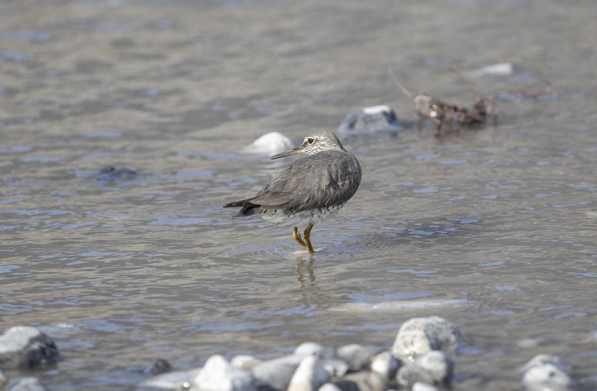 Wandering Tattler - Jonathan Creel