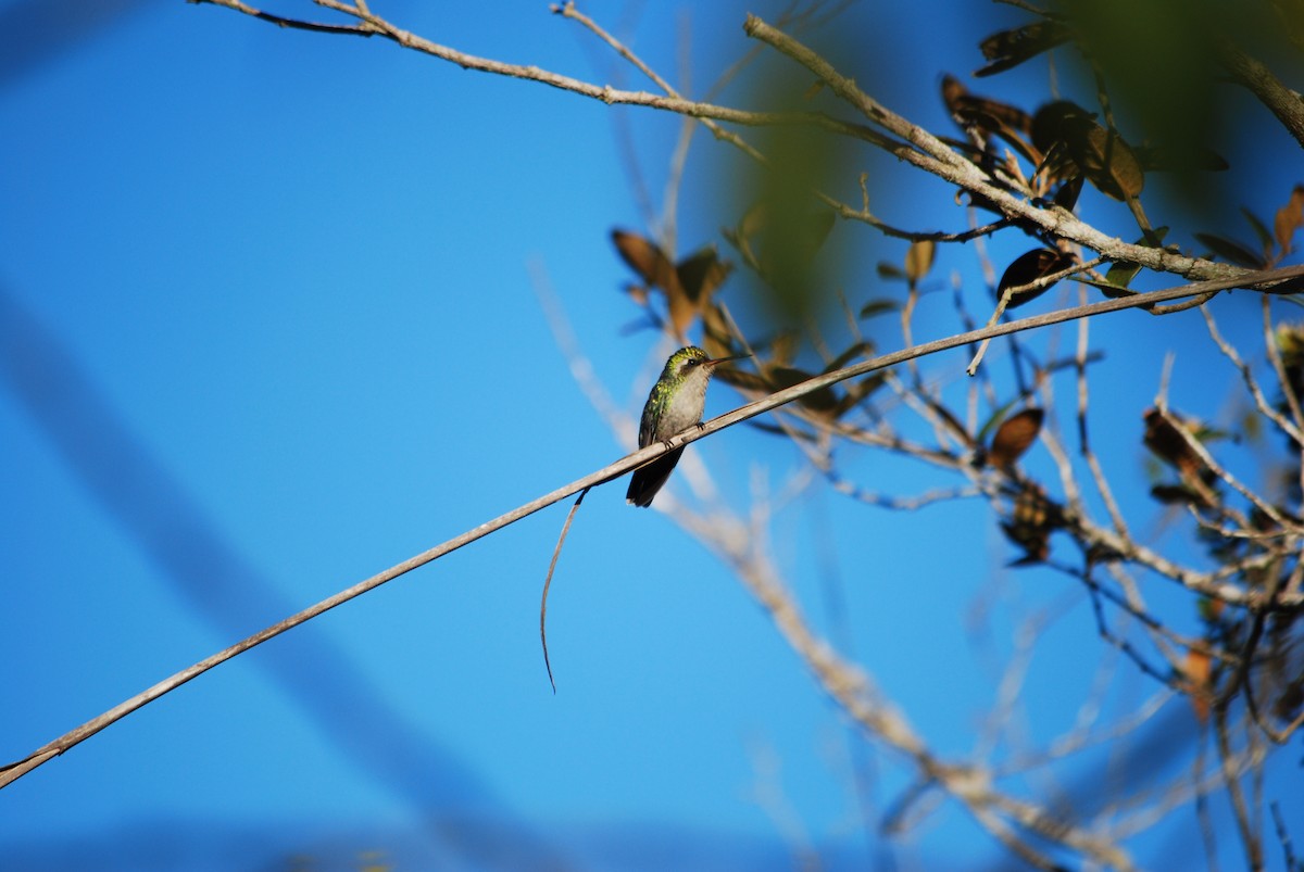kolibřík lesklobřichý - ML355406761