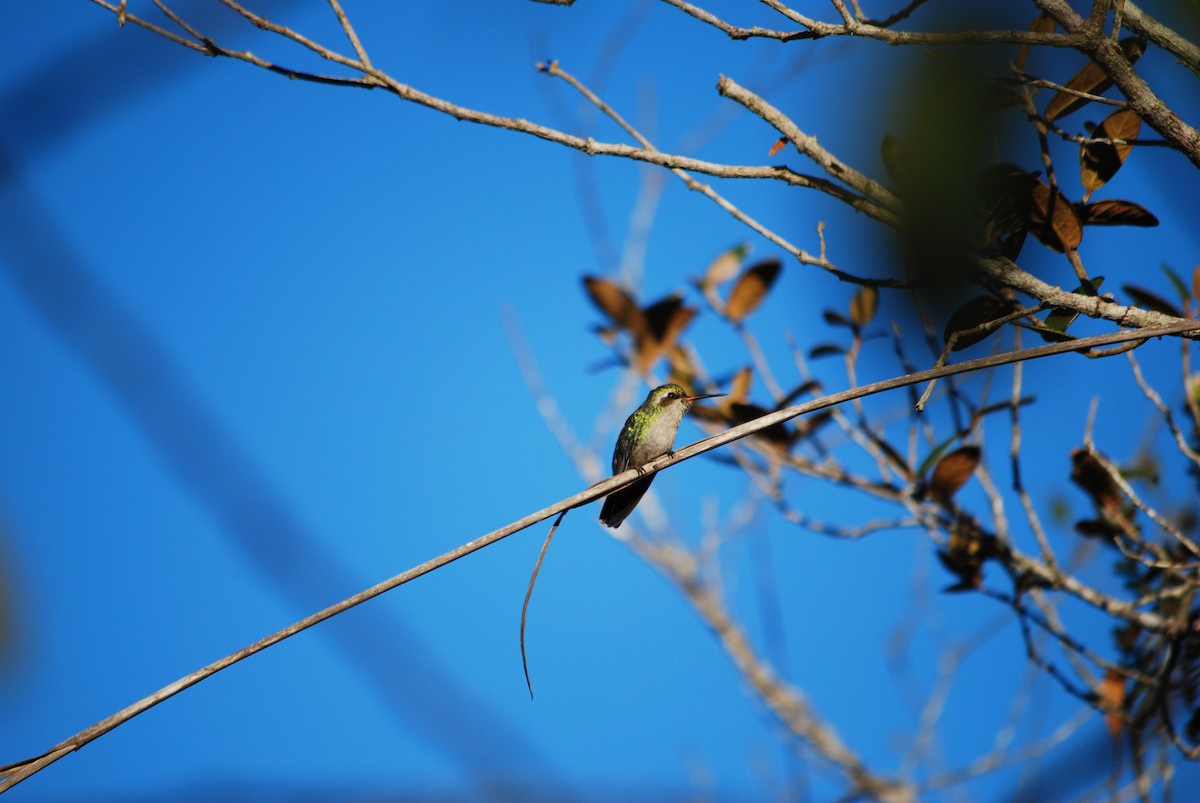 kolibřík lesklobřichý - ML355406781