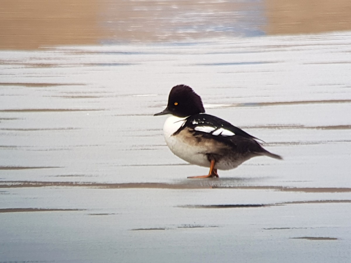Barrow's Goldeneye x Hooded Merganser (hybrid) - David M. Bell
