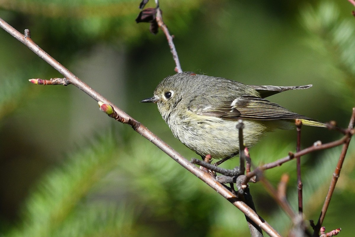 Ruby-crowned Kinglet - ML355409511