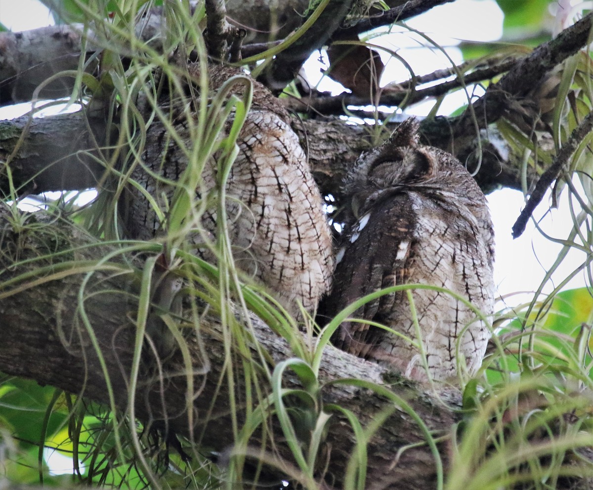 Tropical Screech-Owl - ML355411341