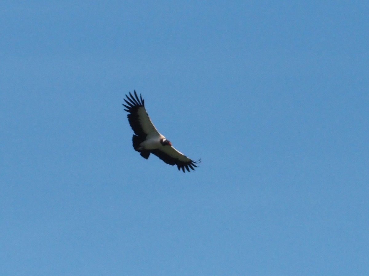 King Vulture - ML355412571