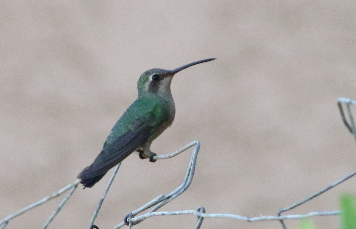 Broad-billed Hummingbird - ML35541261