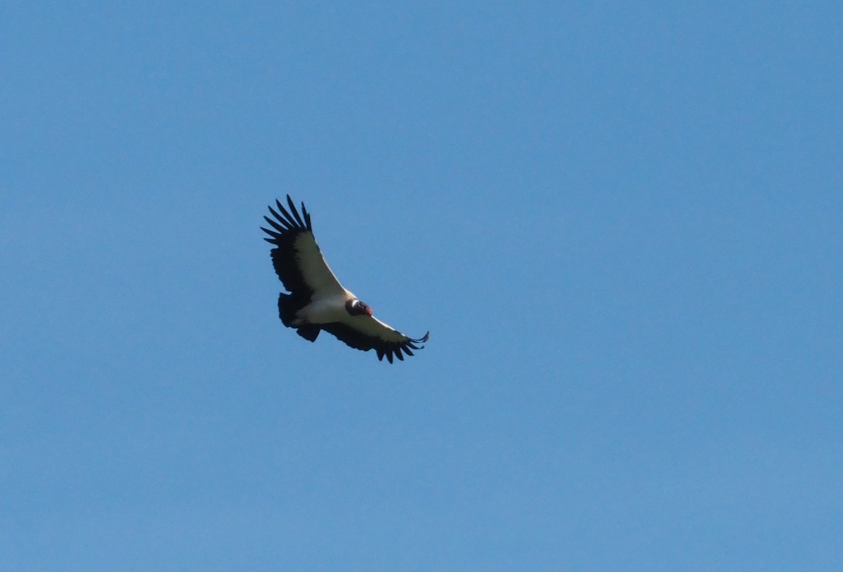 King Vulture - ML355412681