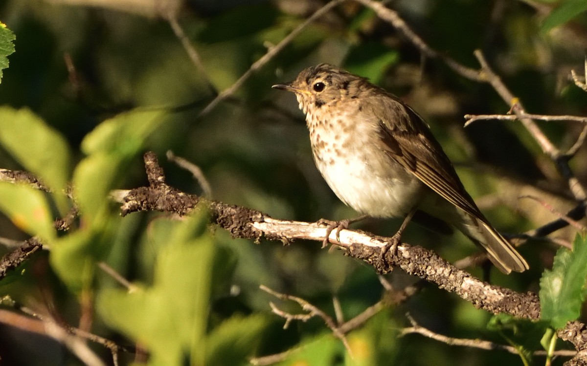 Swainson's Thrush - Don Weber