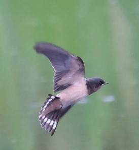 Barn Swallow - ML355414971