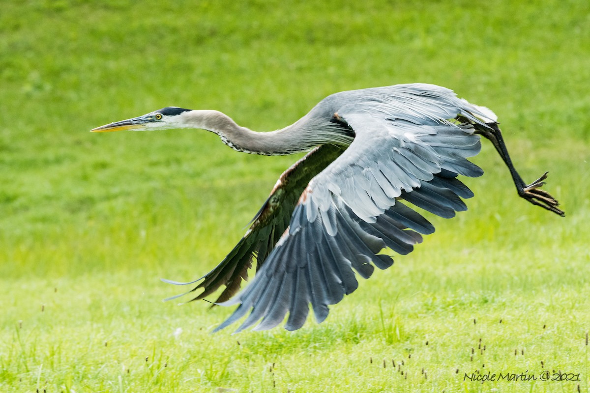 Great Blue Heron - ML355415381