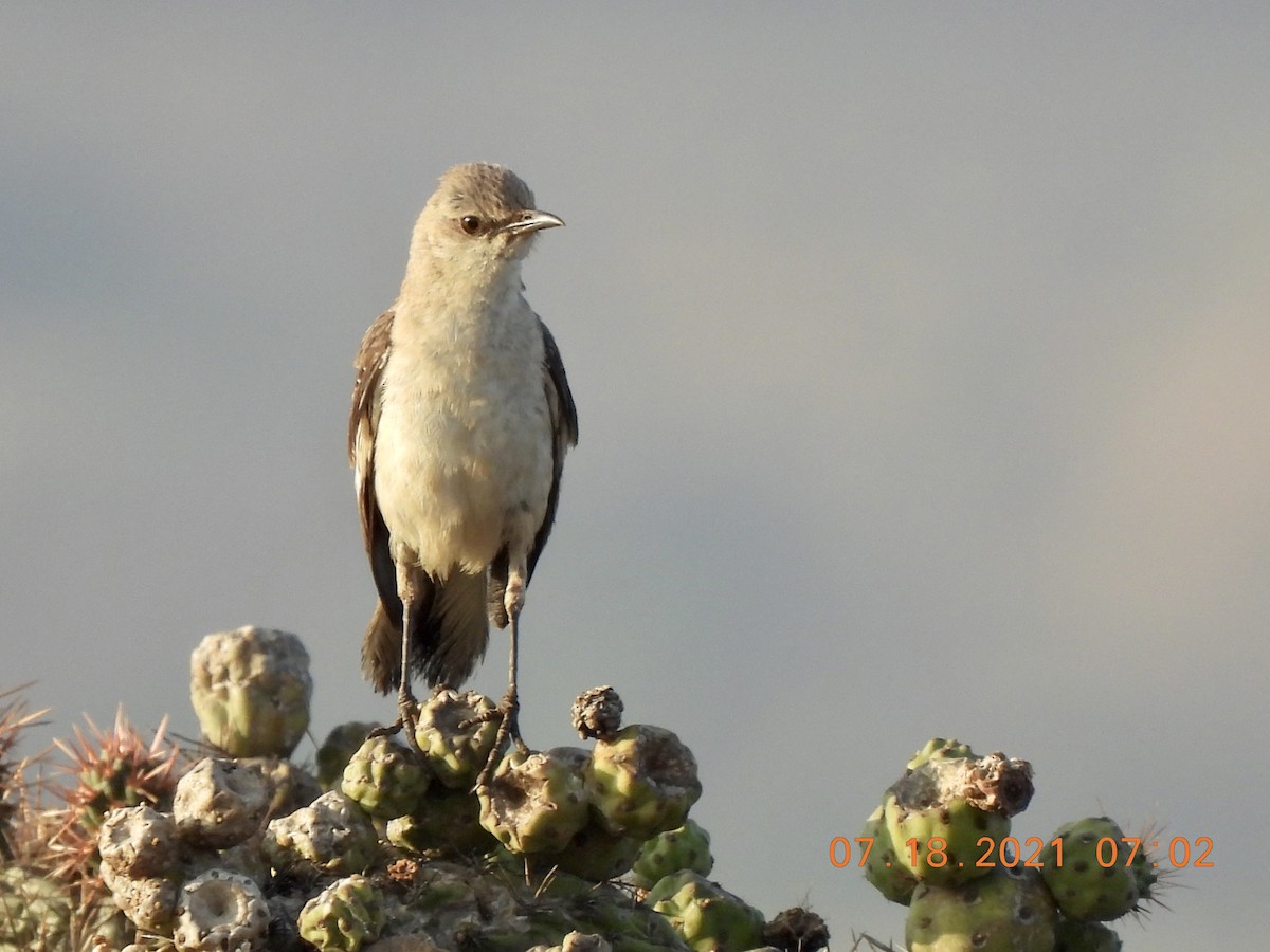 Northern Mockingbird - ML355415491