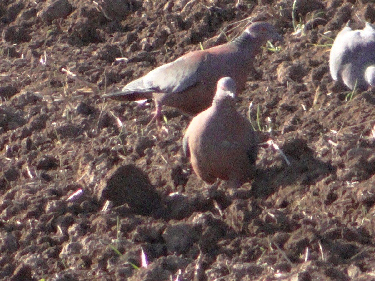 Pigeon du Chili - ML355416751