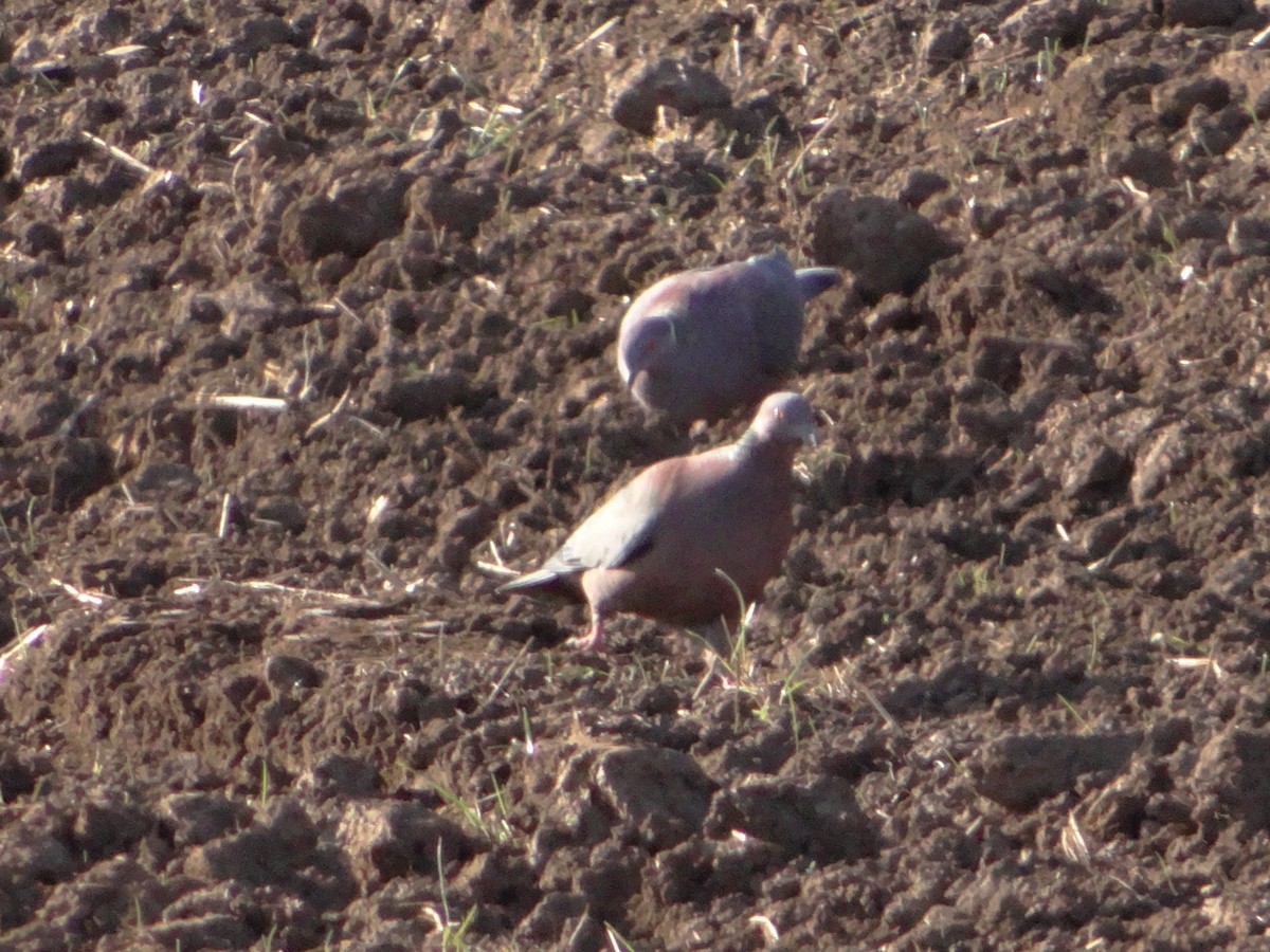 Pigeon du Chili - ML355416761