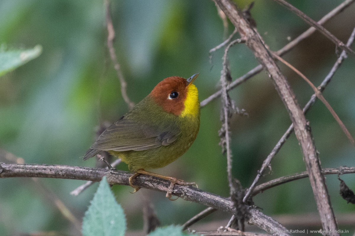 Chestnut-headed Tesia - Bhavesh Rathod