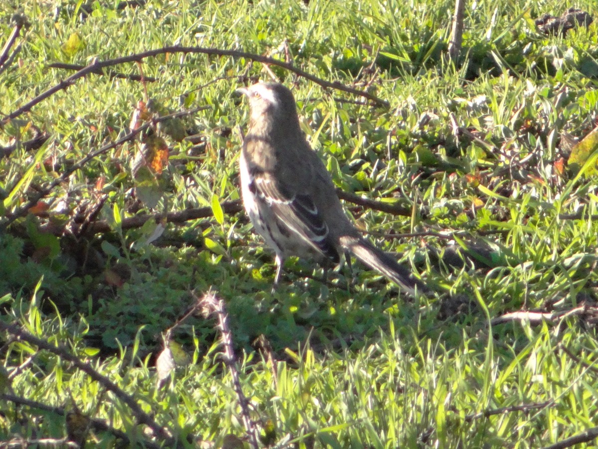 Chilean Mockingbird - José Escobedo