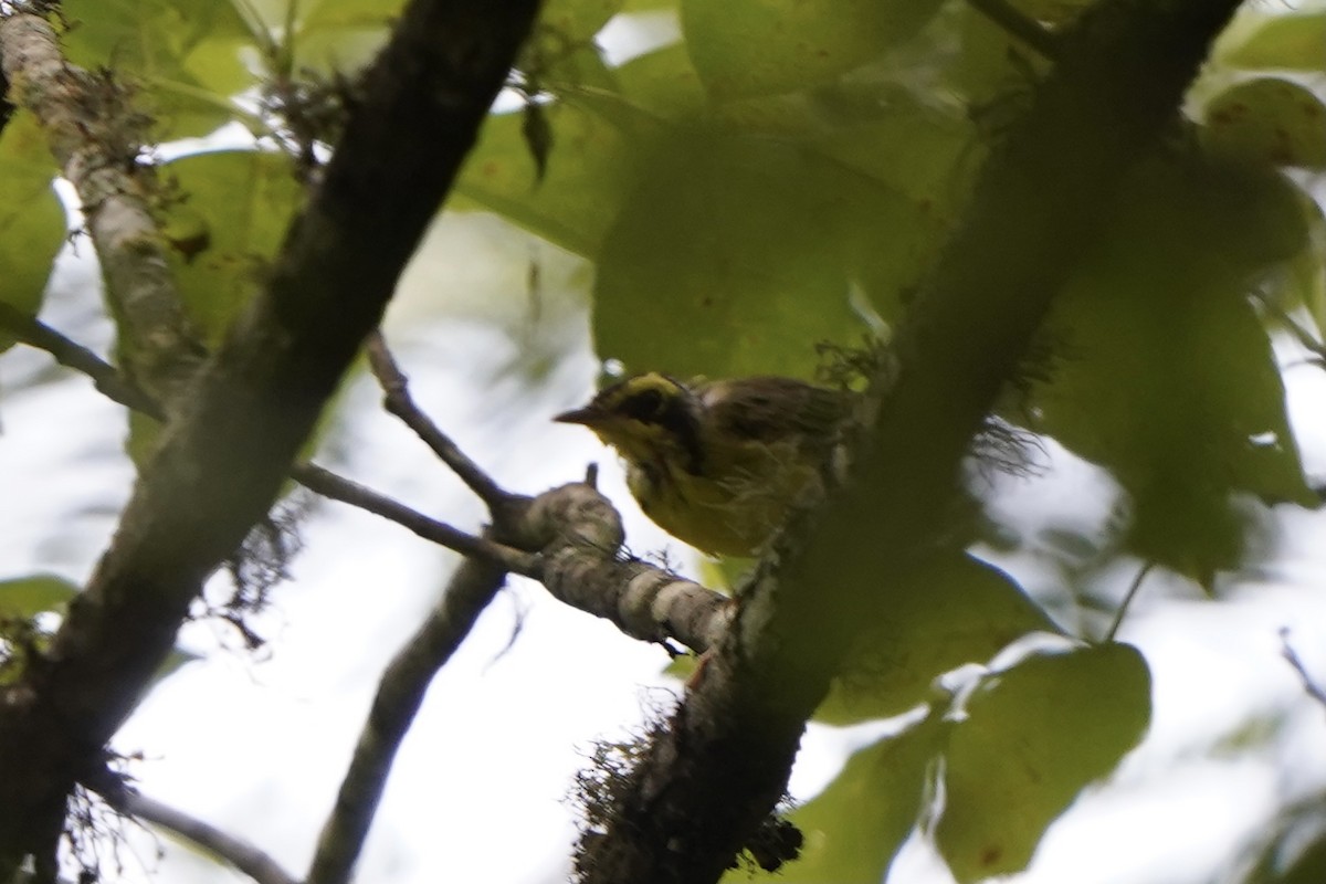 Kentucky Warbler - ML355417841