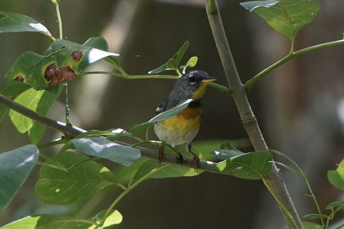 Northern Parula - ML355417891