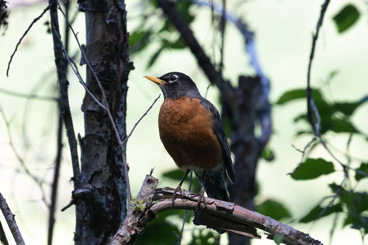 American Robin - ML355418241