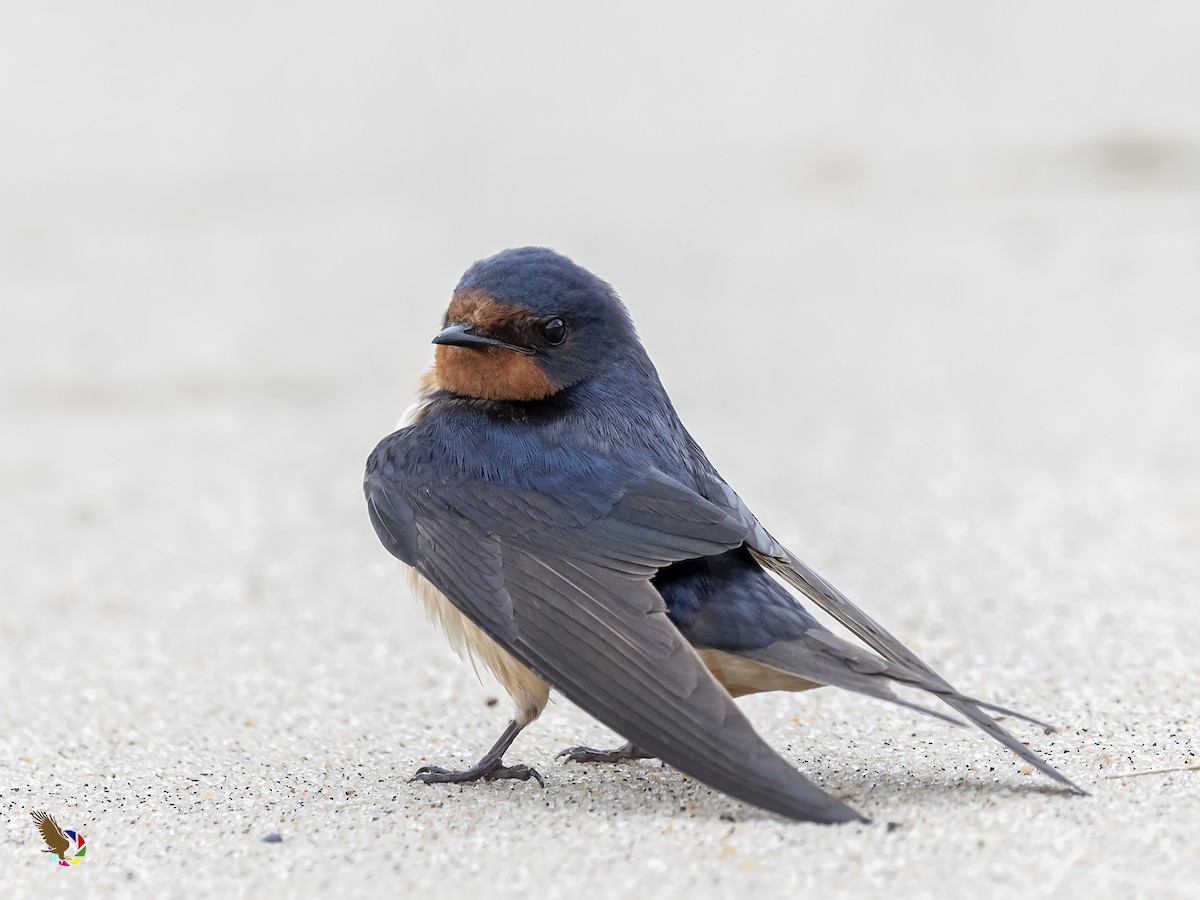 Barn Swallow - fernando Burgalin Sequeria