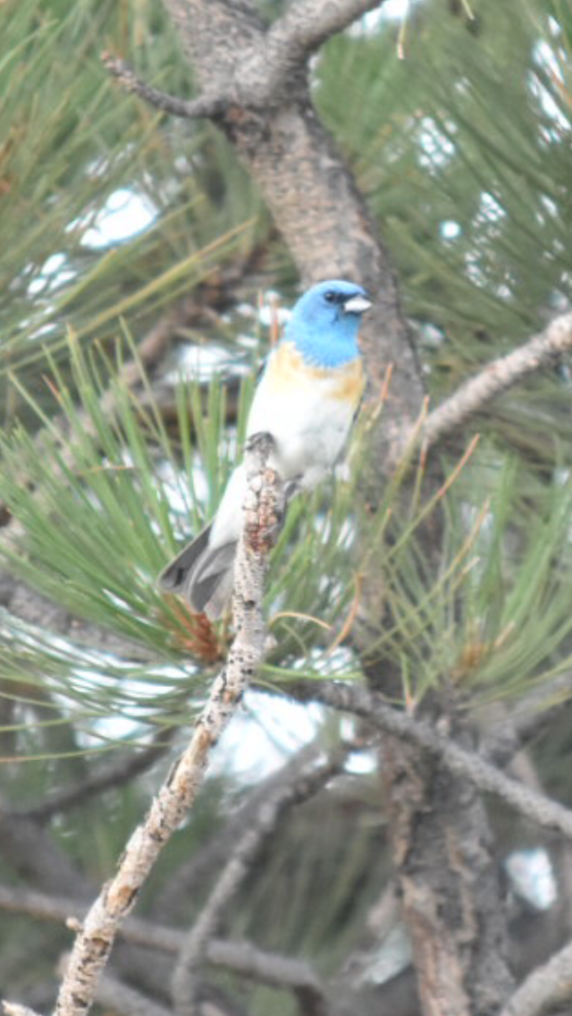 Lazuli Bunting - ML355418321