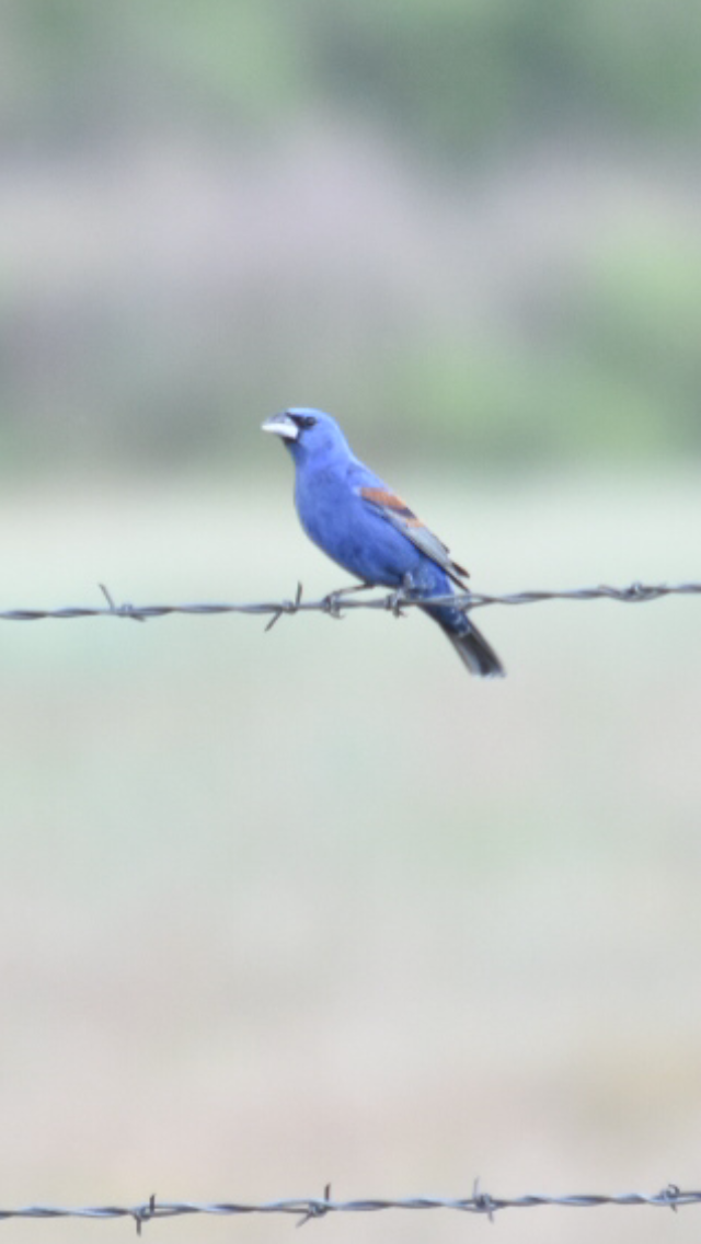 Blue Grosbeak - ML355418351