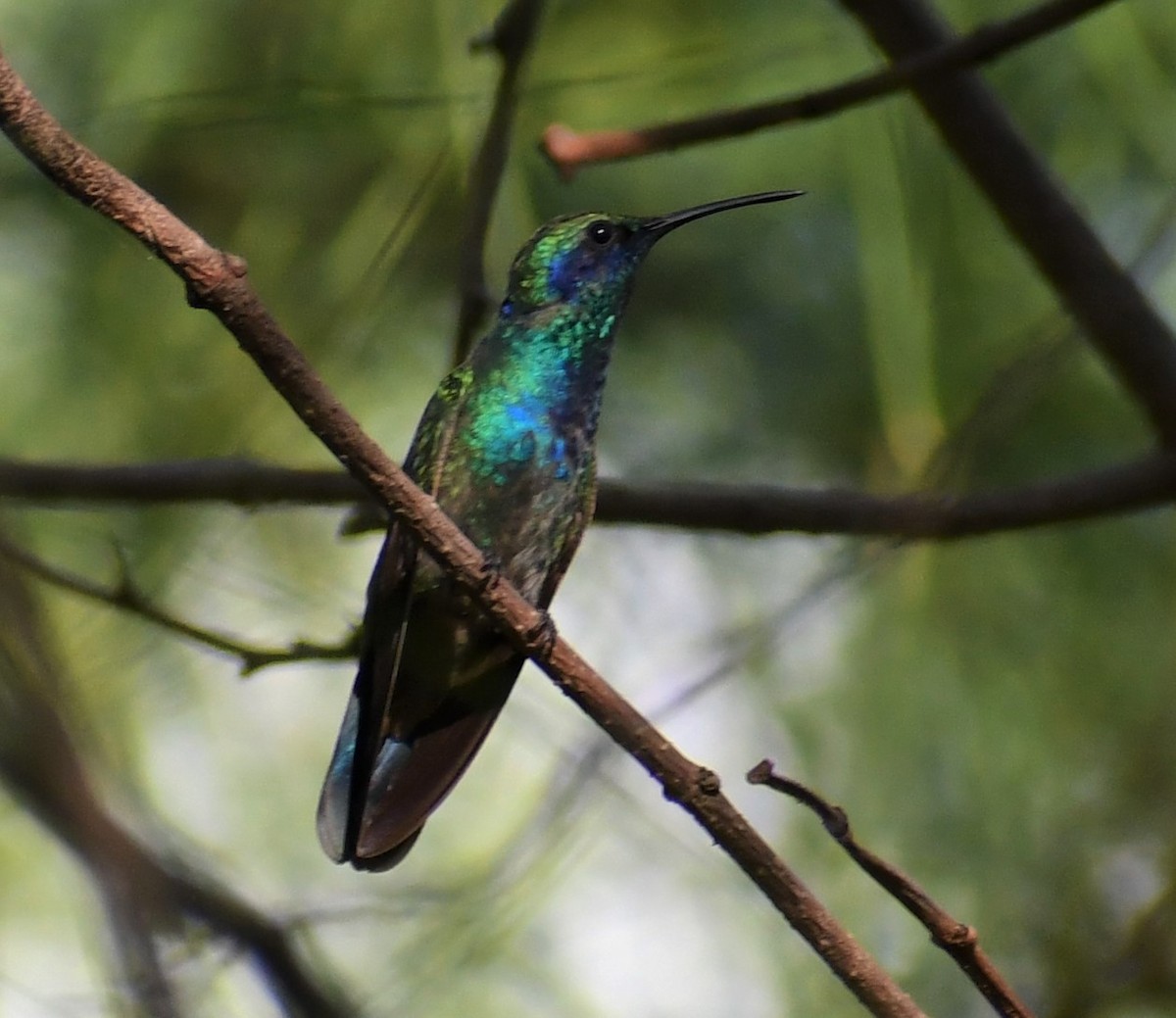 Mexican Violetear - ML355419691