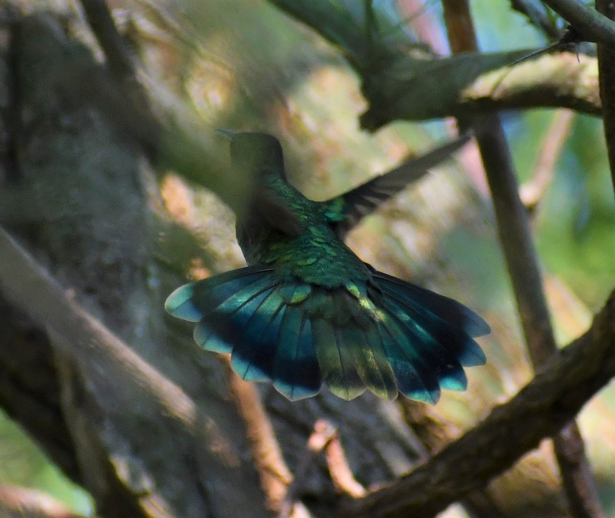 kolibřík zelený - ML355419711
