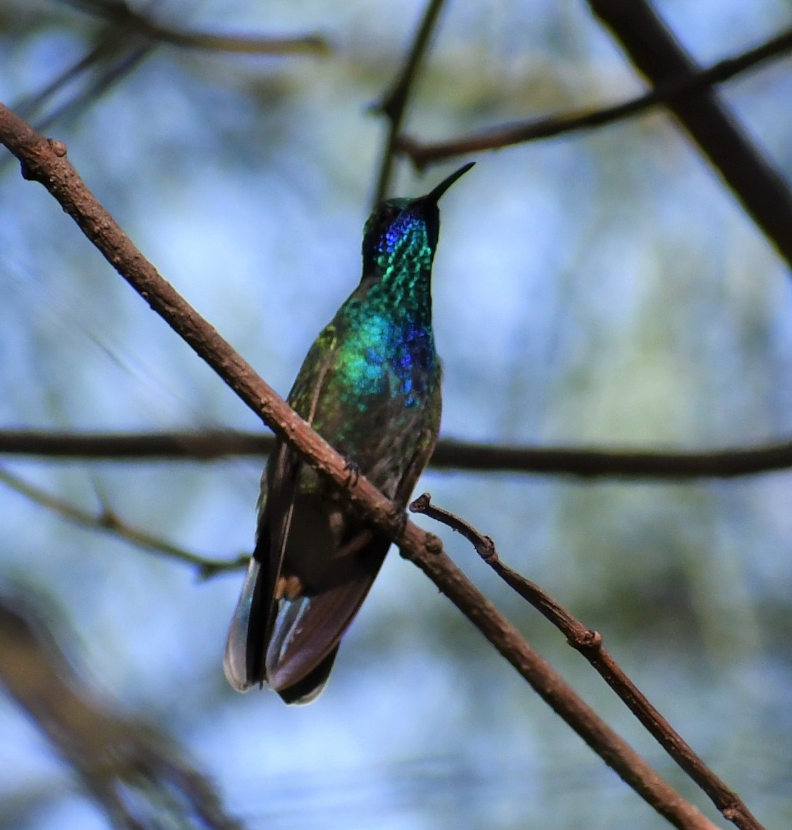 Mexican Violetear - Jon McIntyre