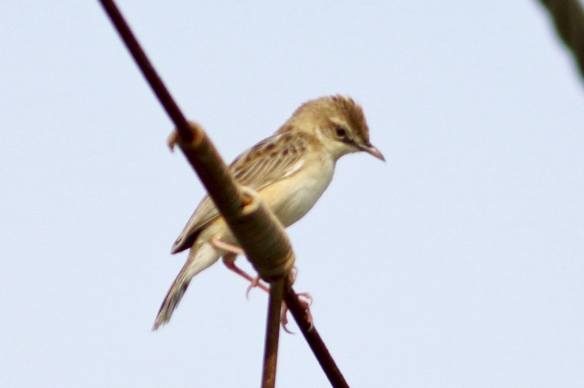 Zitting Cisticola - ML355420791