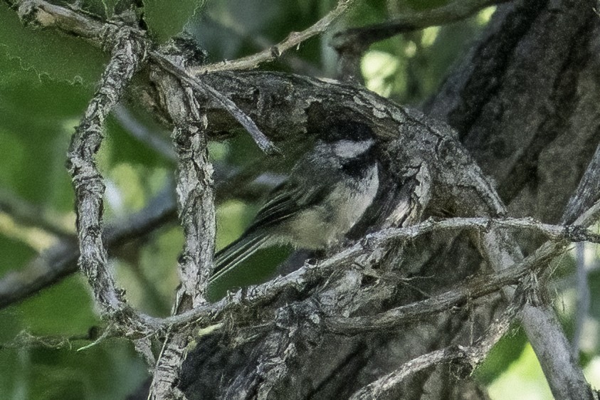 Black-capped Chickadee - ML355421451