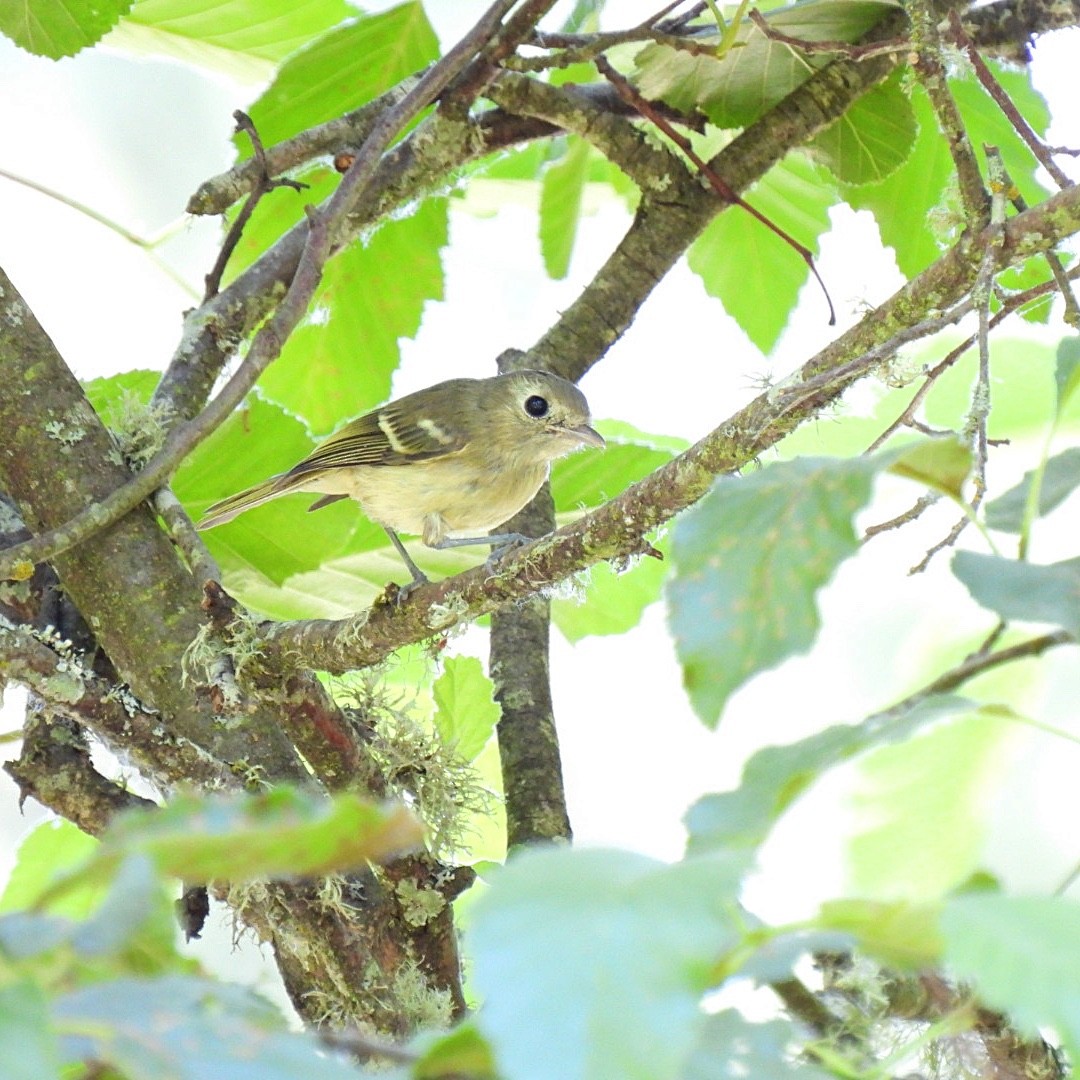 Hutton's Vireo - Susan Kirkbride