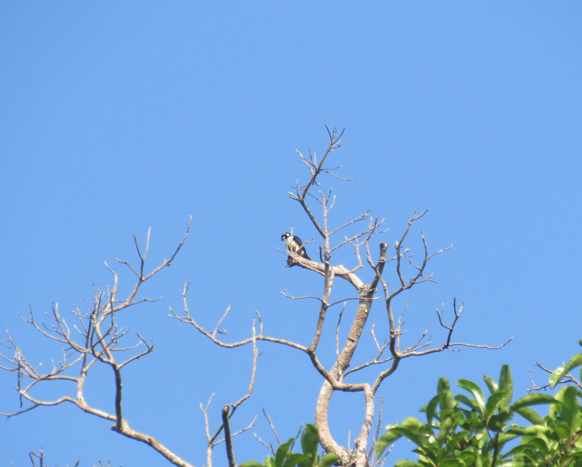 Black-thighed Falconet - Jasen Liu