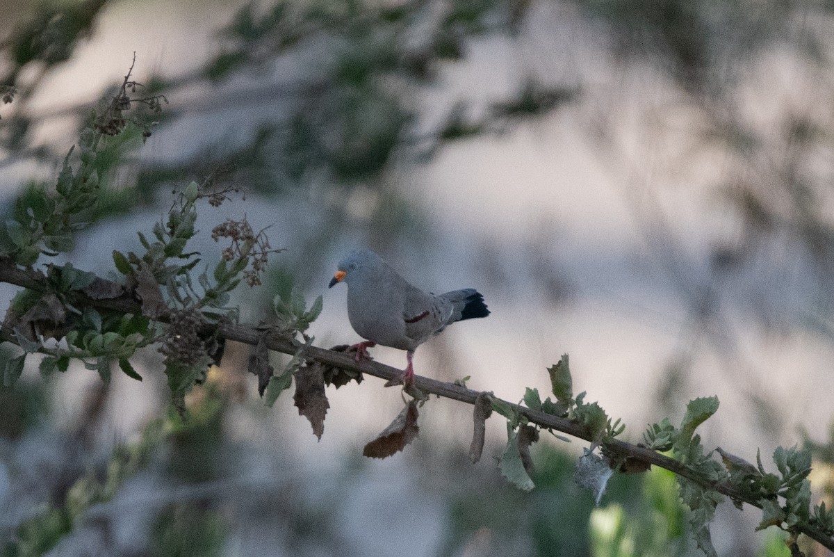 Croaking Ground Dove - Deiby Cuellar Castellon